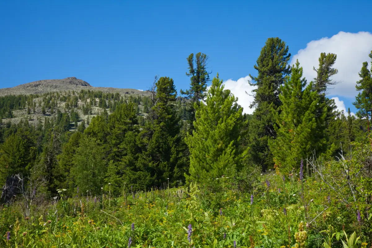 Szymoszkowa polana Szymoszkowa